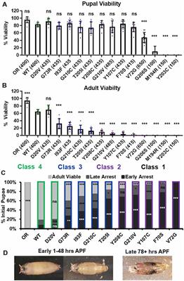 Comprehensive Modeling of Spinal Muscular Atrophy in Drosophila melanogaster